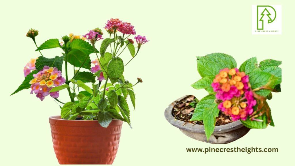 Lantana Care