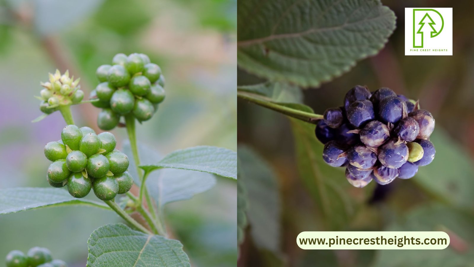 Lantana Care