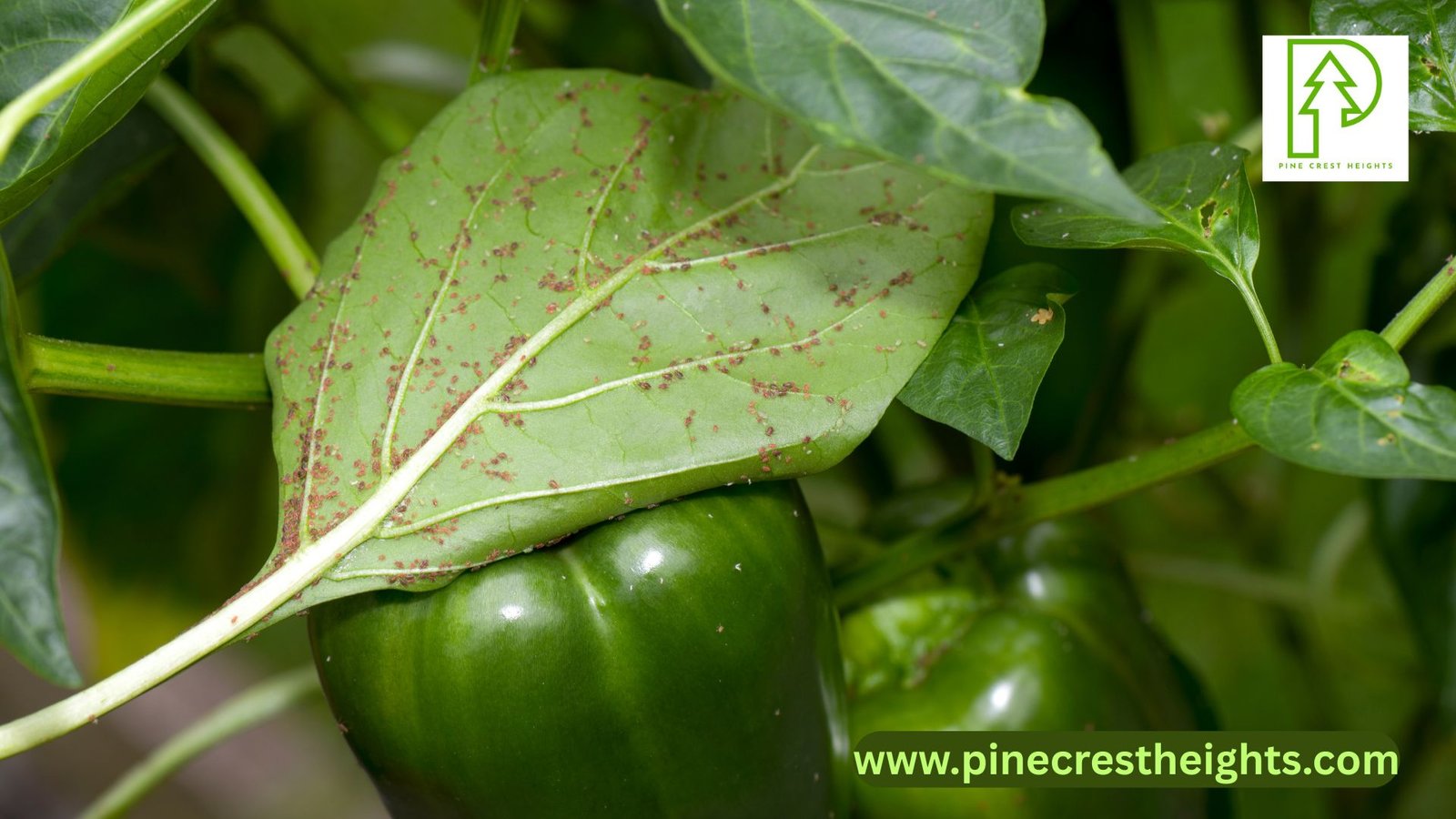 Natural Ways To Get Rid Of Aphids