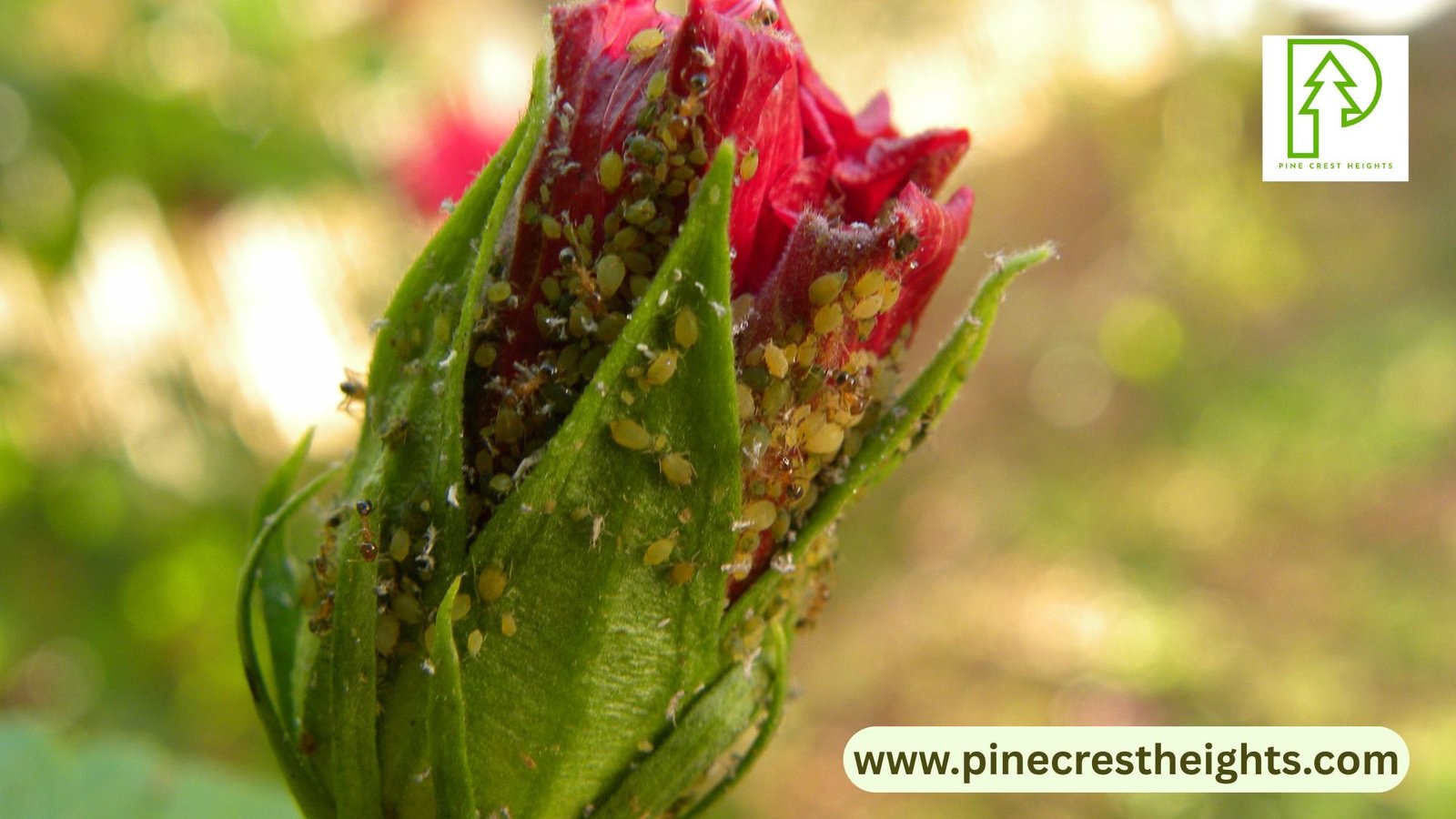 Get Rid Of Aphids