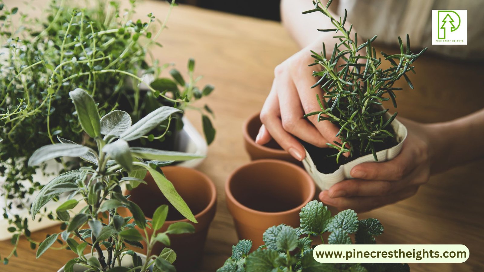 To Grow Herbs & Edible Flowers