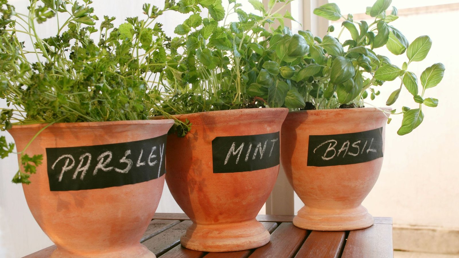 basil grow