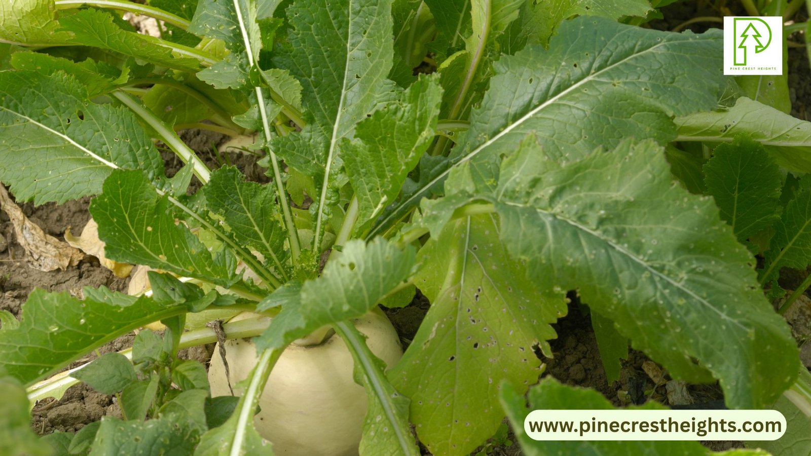 grow-turnips