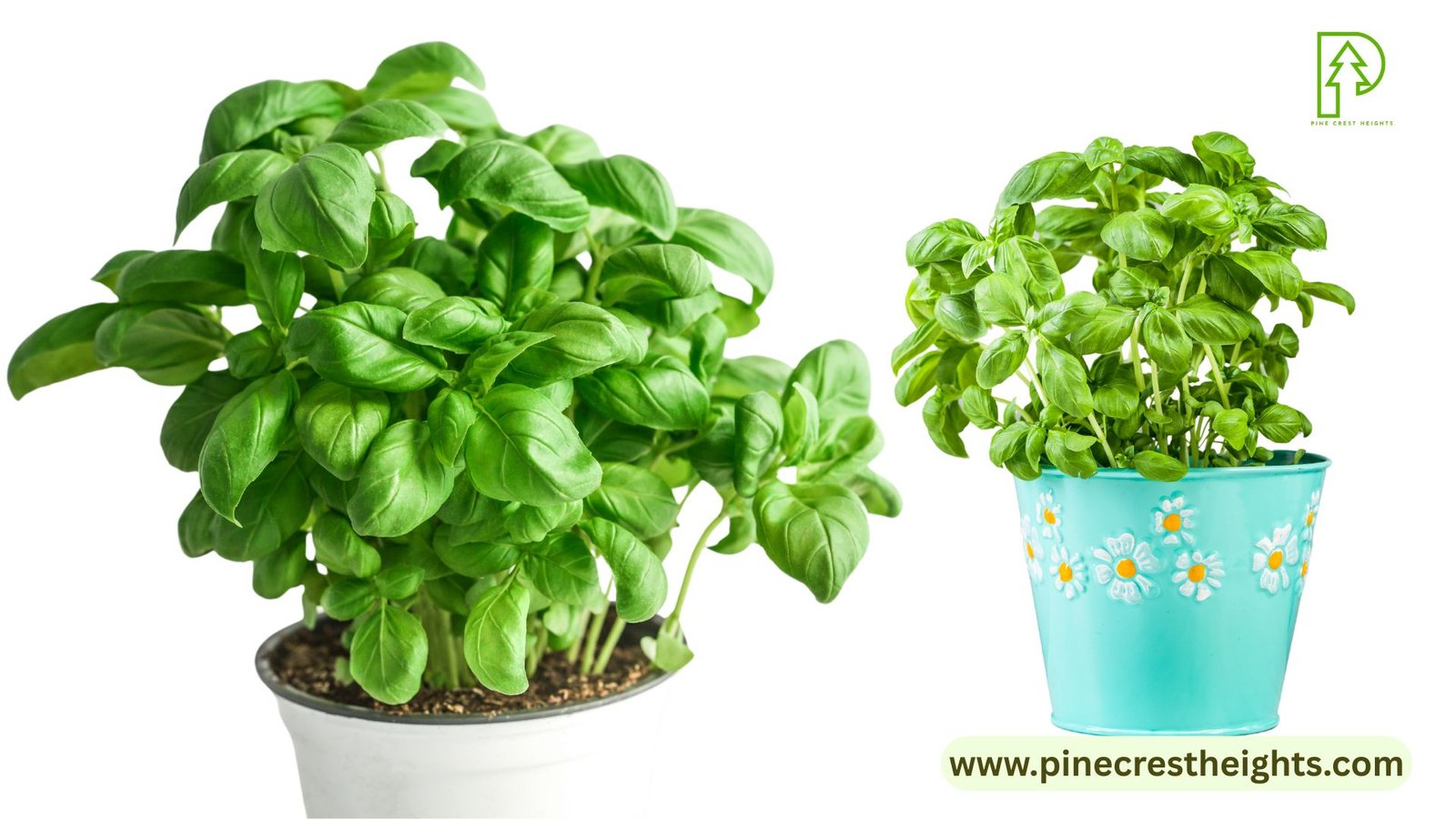 grow-your-basil-flavorful-fragrant-indoor-herb