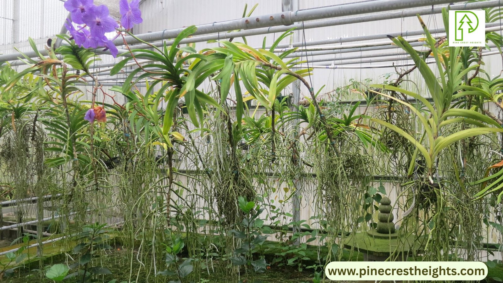 orchids