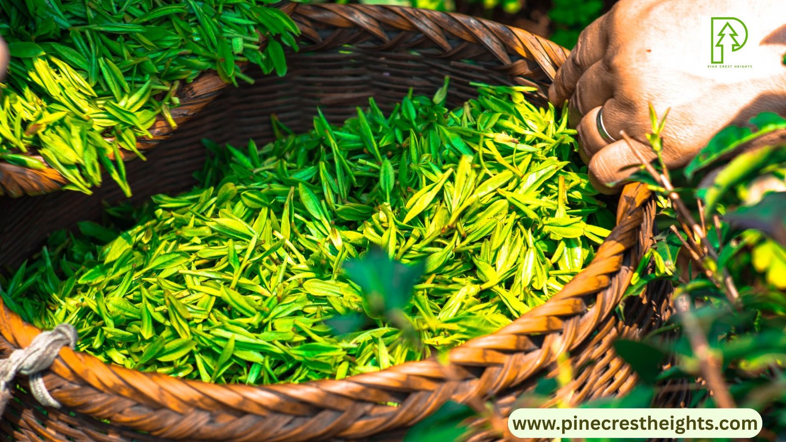 Grow Your Herbal Teas