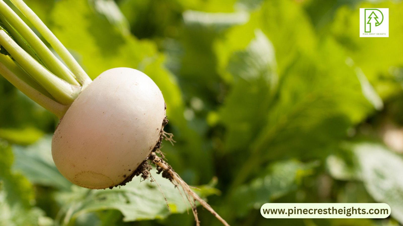 why-you-should-grow-turnips