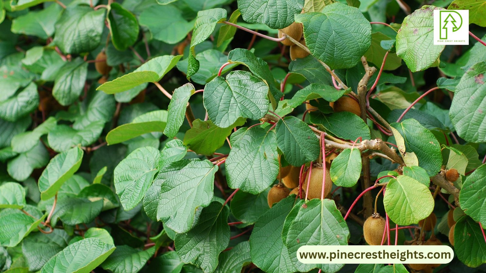 Kiwi Vine