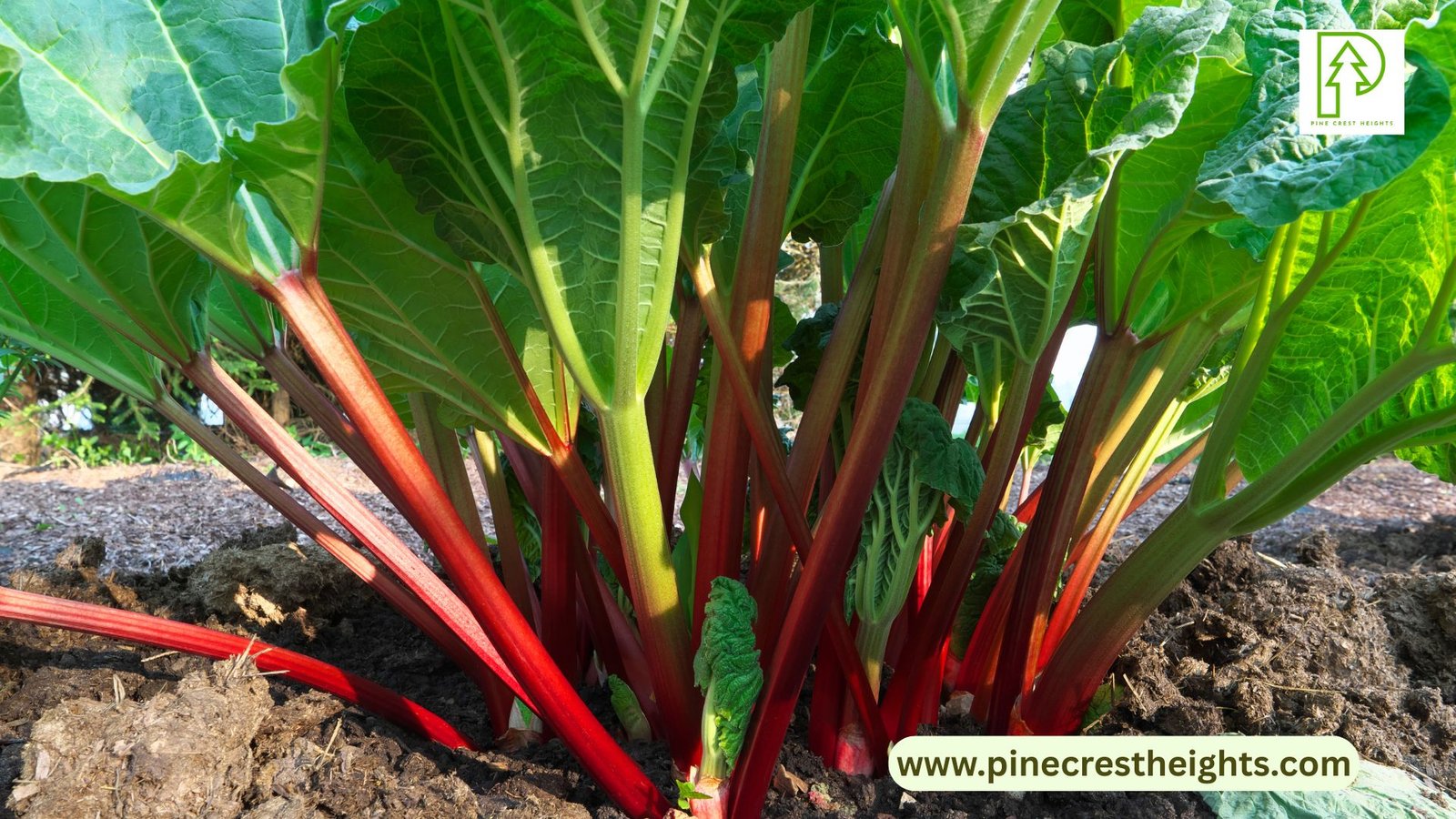 Rhubarb